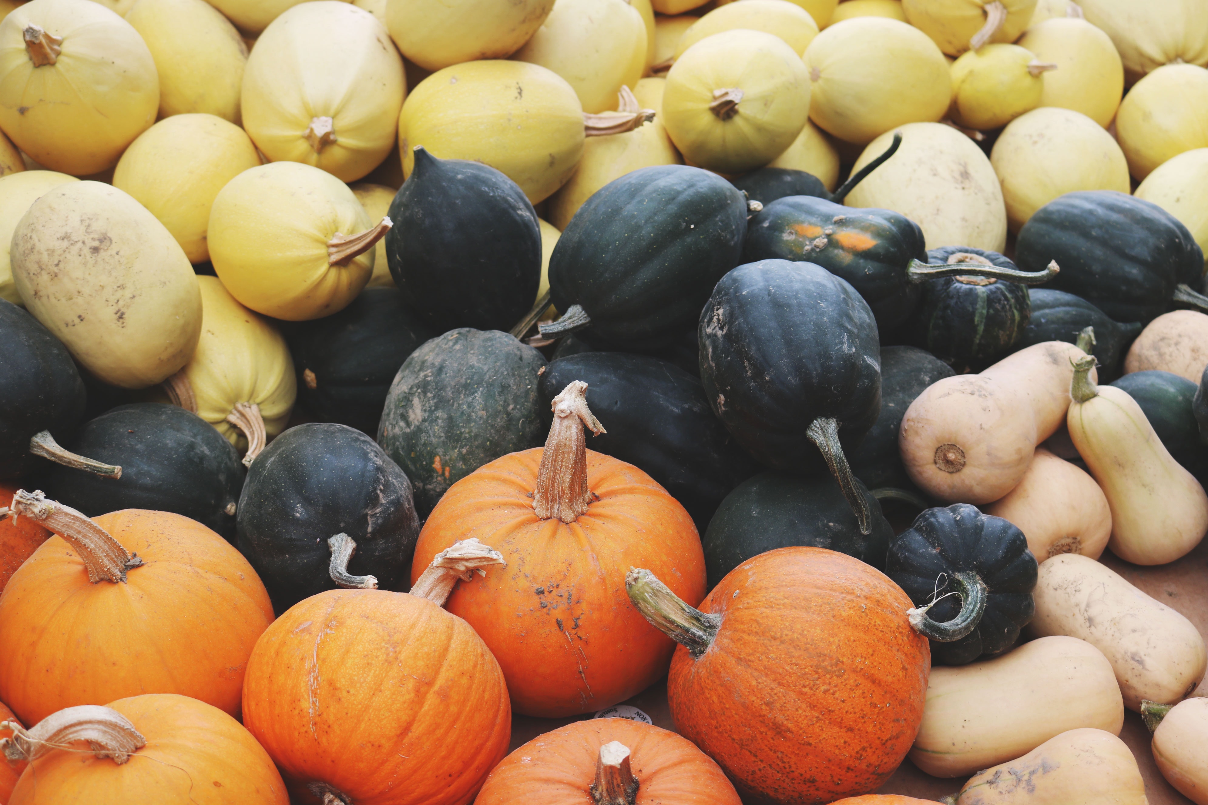 squash-lot-1527010